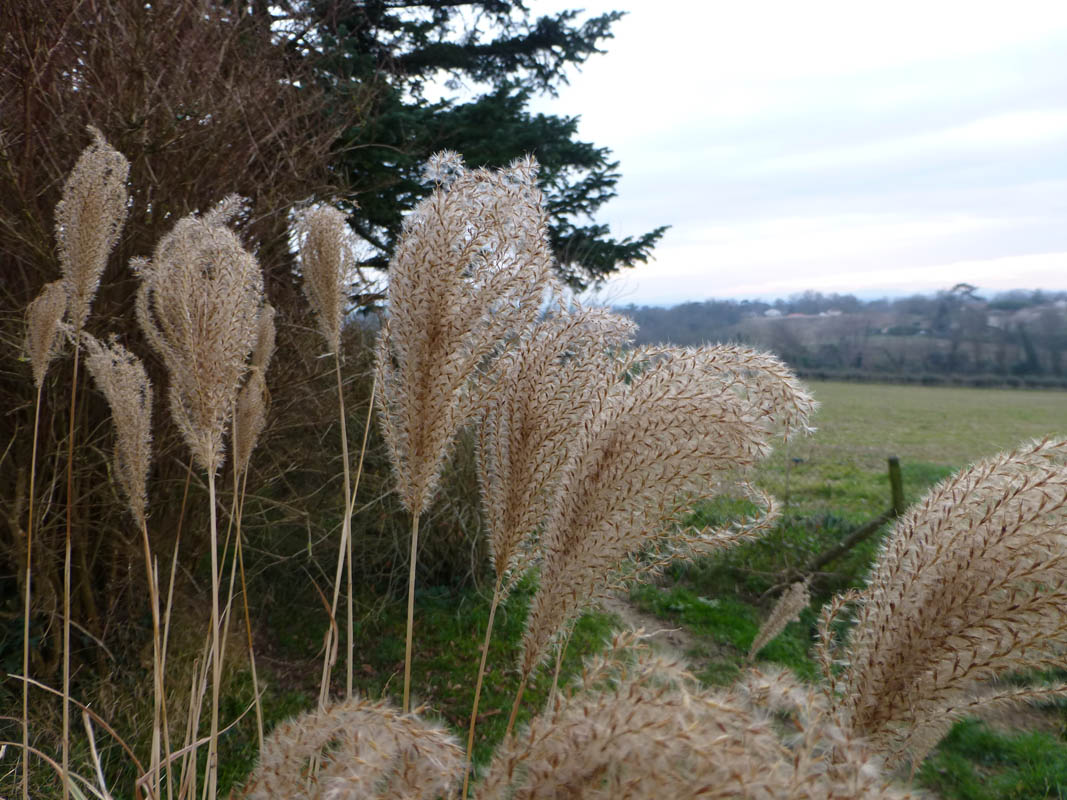 Miscanthus sinensis photo